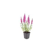 Lythrum salicaria
