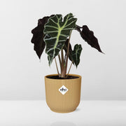 Alocasia Polly in ELHO Vibes Fold geel