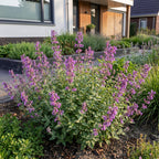 Nepeta rac. Grog - Kattenkruid - Blauw, groeiwijze van de plant
