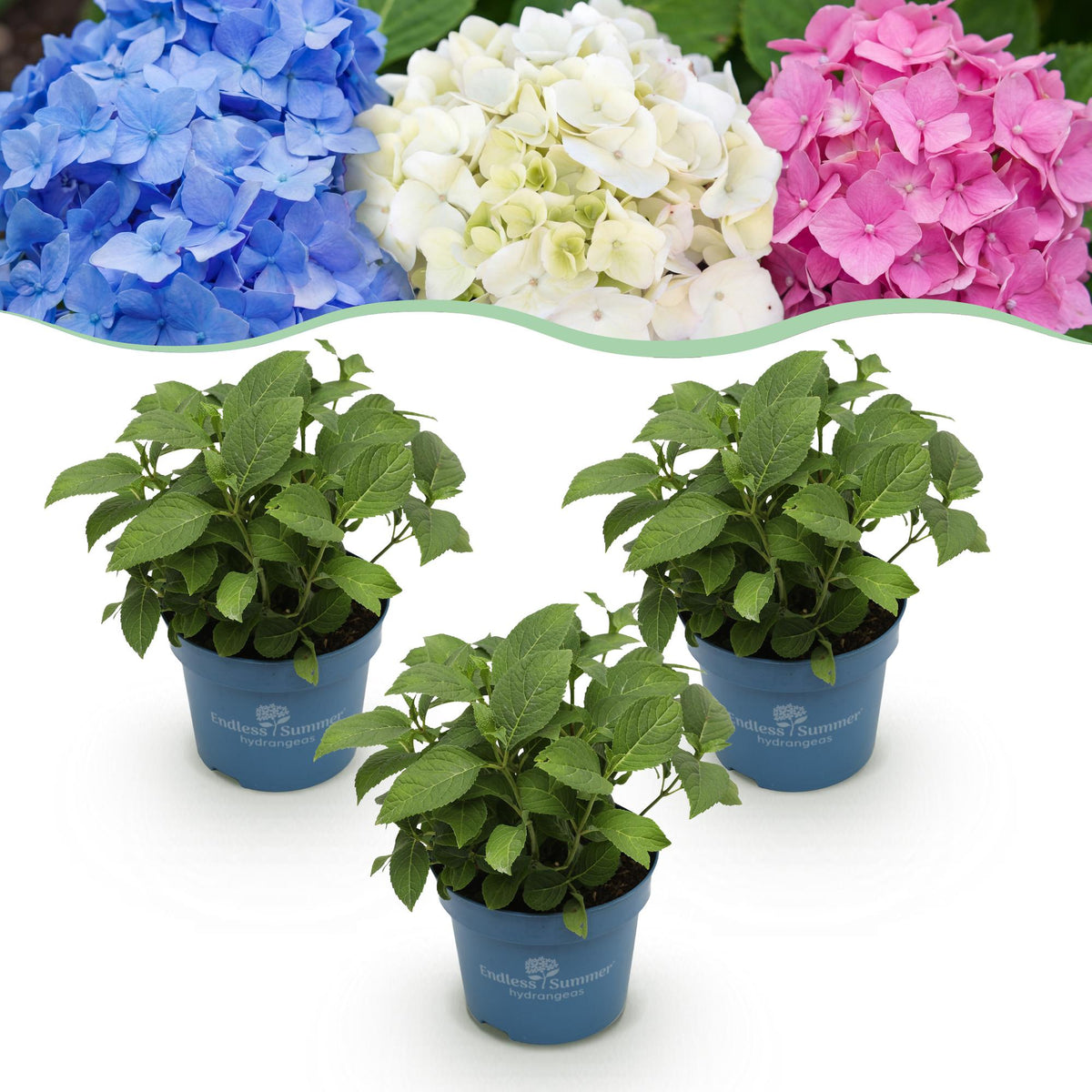 3x Hortensia Endless Summer mix Blue Pink White, detail van het blad