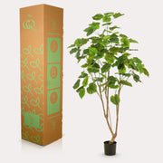 Kunstplant - Ficus umbellate - Afrikaanse vijg