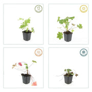Geranium macr. &