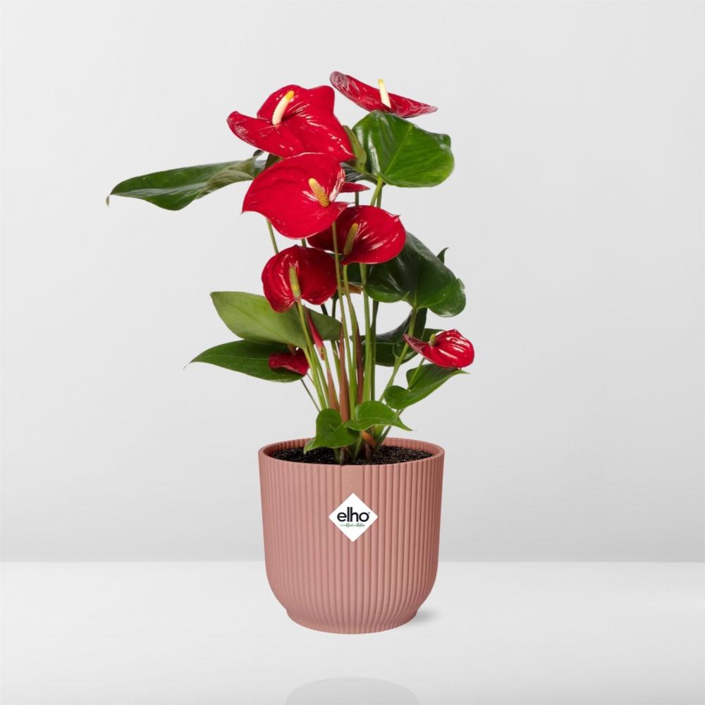 Detailfoto van Anthurium Red 12cm in ELHO Vibes Fold 14cm roze