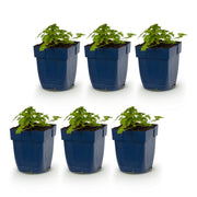 Geranium macr. Spessart - Ooievaarsbek - Bodembedekkend - Wit-Roze - 6 Planten