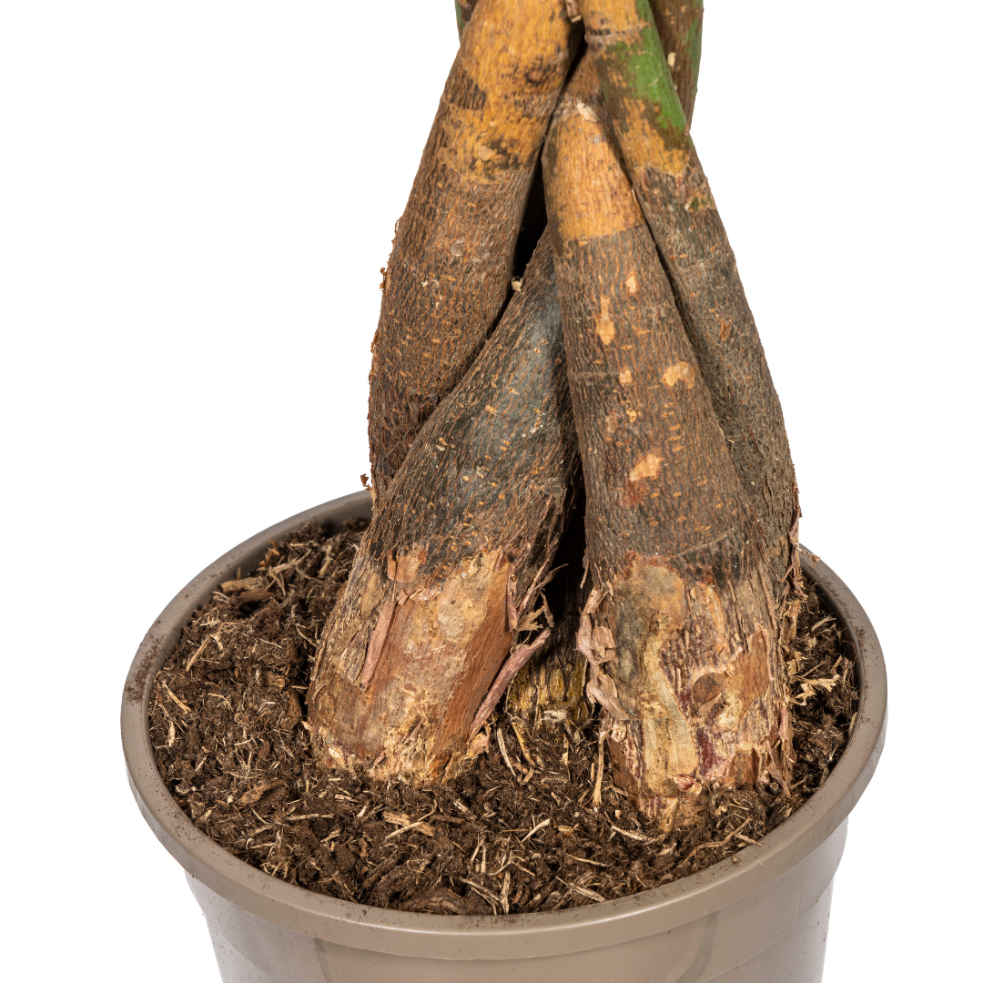 Pachira Aquatica met mand, detail van het blad