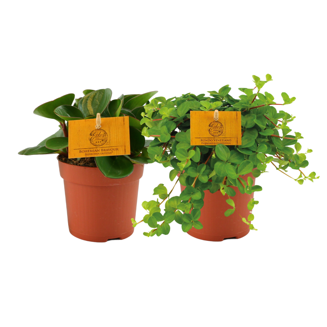 Peperomia Duo 1.0 - 2 stuks, plant in pot