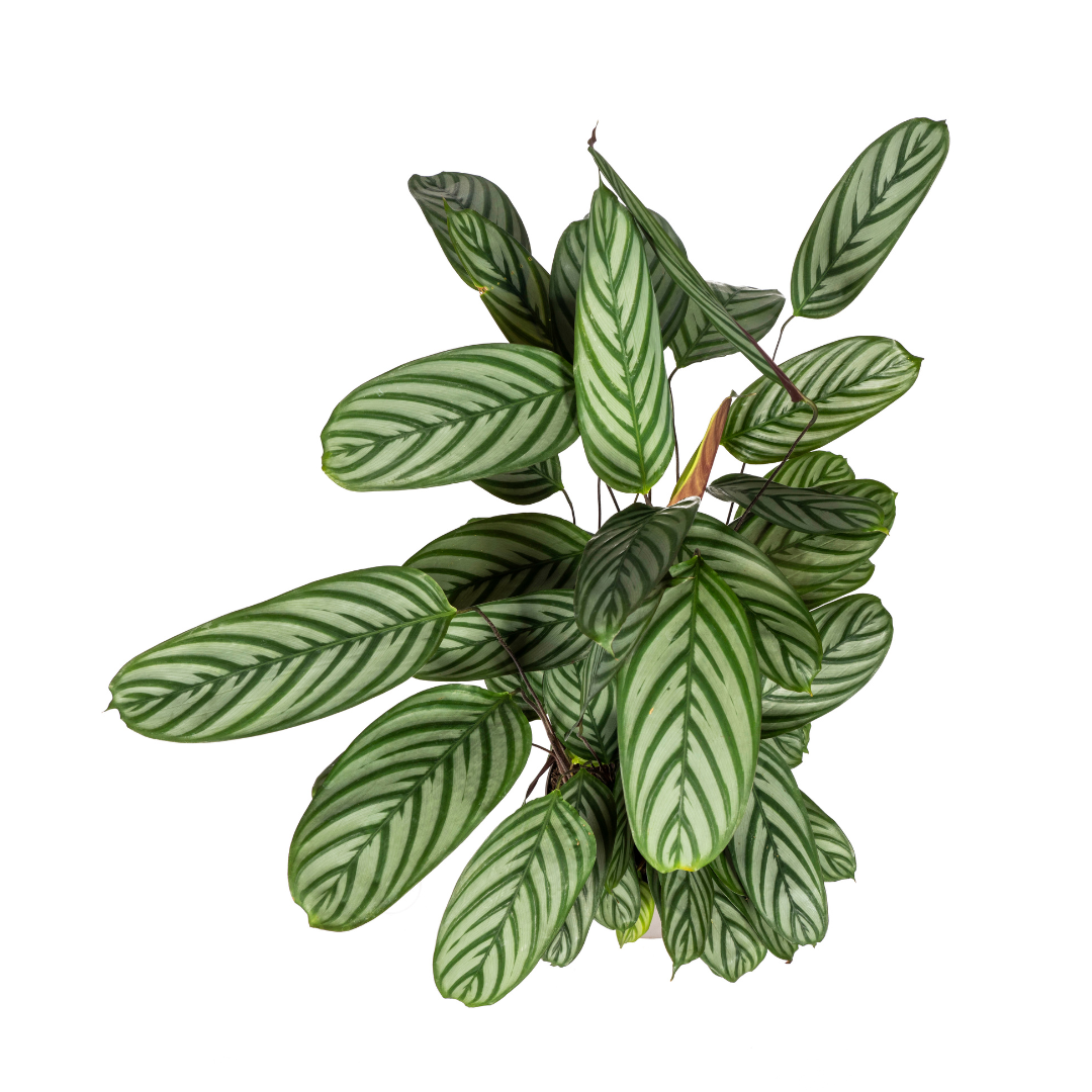 Calathea Oppenheimiana met mand, detail van het blad