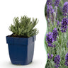 Lavandula ang. Munstead - Lavendel - Geurend - Paars - 6 Planten