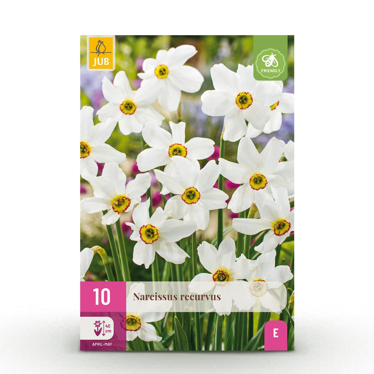 Narcis Recurvus, detail van het blad
