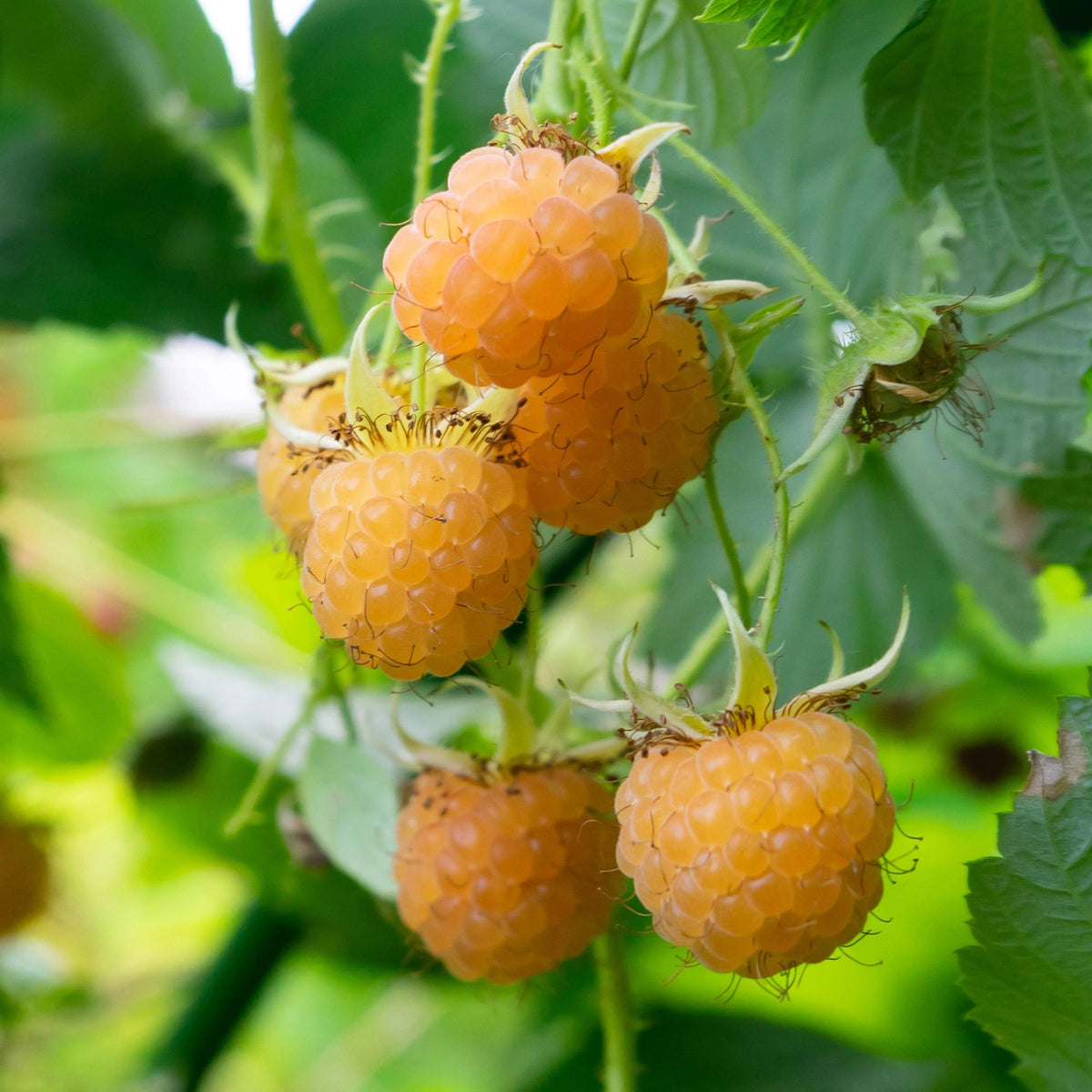 Framboos, kenmerkend blad