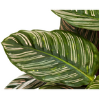 Calathea Ornata Sanderiana, groene bladeren
