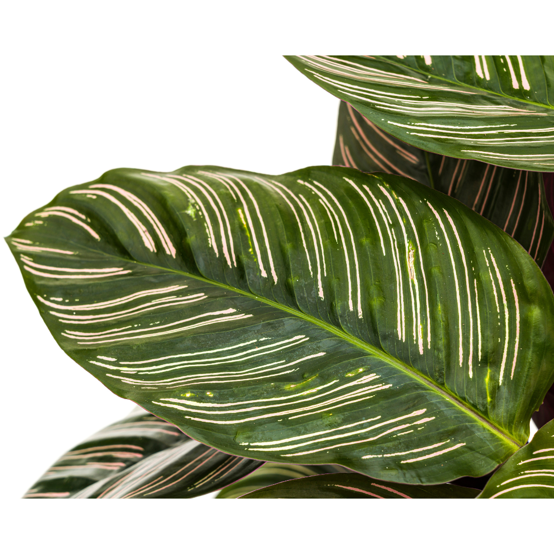Calathea Ornata Sanderiana, groene bladeren
