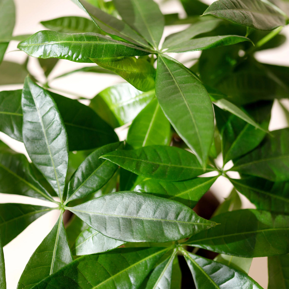 Pachira Aquatica gevlochten stam met mand, 60-70 cm hoog, groeiwijze van de plant