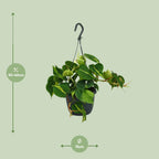 Detailfoto van Philodendron Scandens Brasil