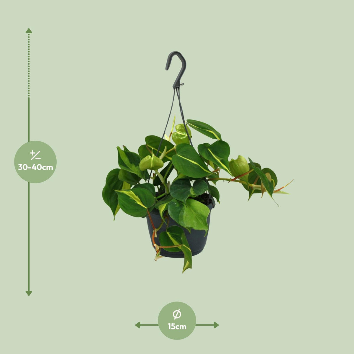 Detailfoto van Philodendron Scandens Brasil