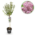 Syringa meyeri Palibin, detail van het blad