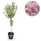 Syringa meyeri Palibin, detail van het blad