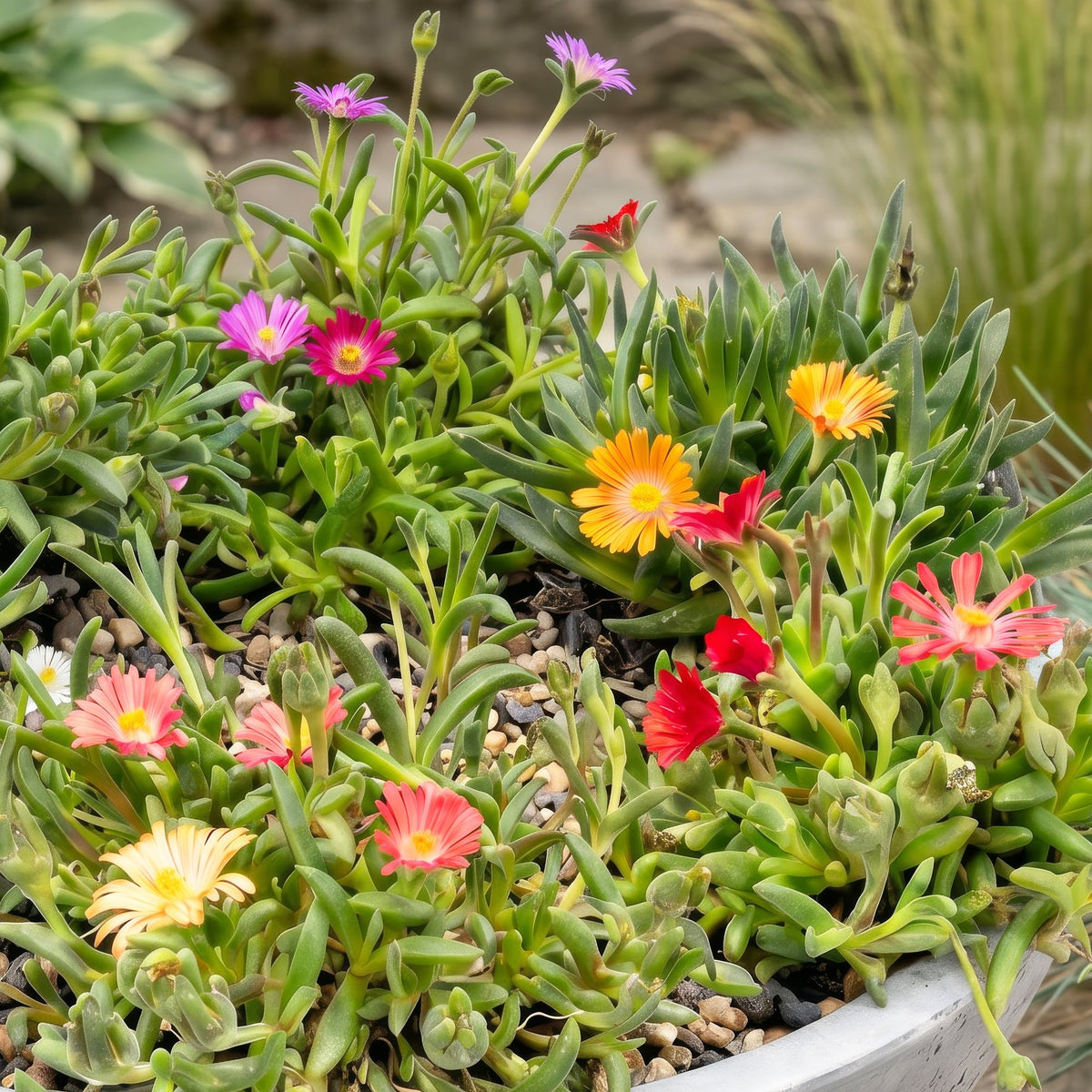 Delosperma mix, groeiwijze van de plant