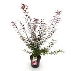 Japanse esdoorn Shaina, compacte boom met dieprood blad, detail van het blad