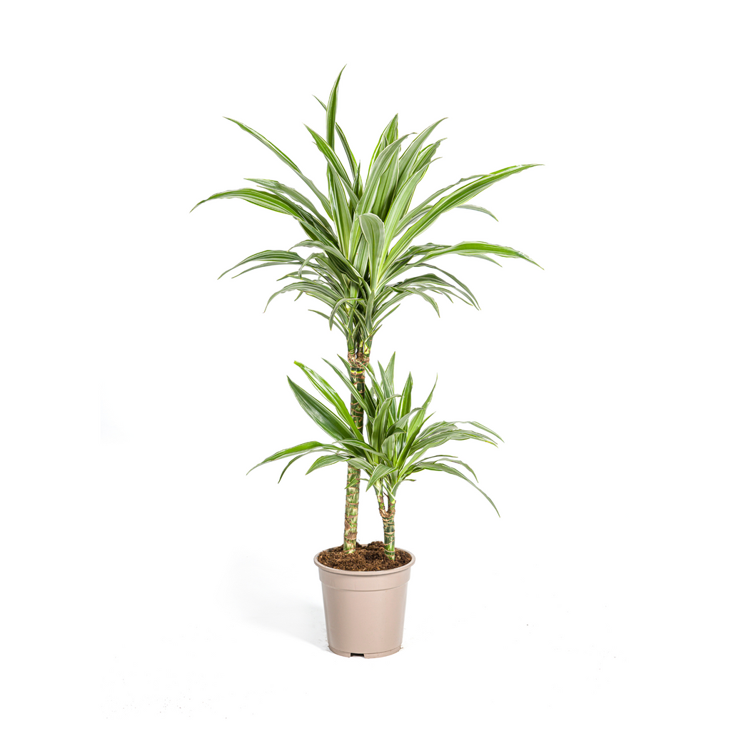 Dracaena Deremensis White Stripe, plant in pot