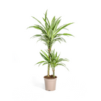 Dracaena Deremensis White Stripe, plant in pot