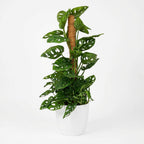 Monkey Mask (Monstera Adansonii Mosstok) met witte pot, groeiwijze van de plant