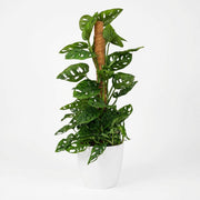 Monkey Mask (Monstera Adansonii Mosstok) met witte pot
