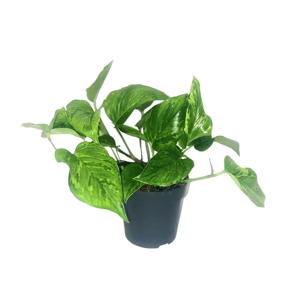 Productfoto van Scindapsus Pictus Trebie