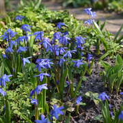 Scilla siberica bloembollen, blauwe sterhyacint, foto 2
