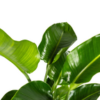 Strelitzia Nicolai met mand, kenmerkend blad