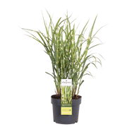 Miscanthus sinensis Strictus