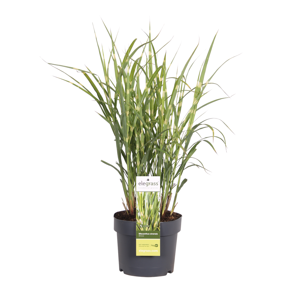 Miscanthus sinensis Strictus, detail van het blad