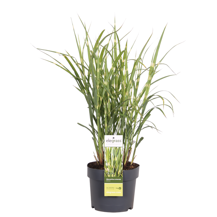 Miscanthus sinensis Strictus