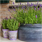 Productafbeelding van Pureplant