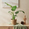 Alocasia Cucullata met mand