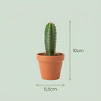 Mix van Echte Cactussen en Vetplanten - 6 Stuks - Ø, kenmerkend blad