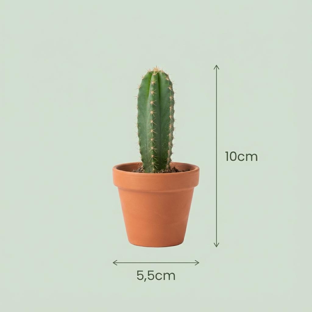 Mix van Echte Cactussen en Vetplanten - 6 Stuks - Ø, kenmerkend blad