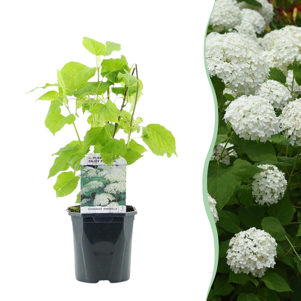 Hydrangea arborescens Annabelle, plant in pot