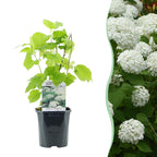 Hydrangea arborescens Annabelle, plant in pot