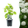 Hydrangea arborescens Annabelle