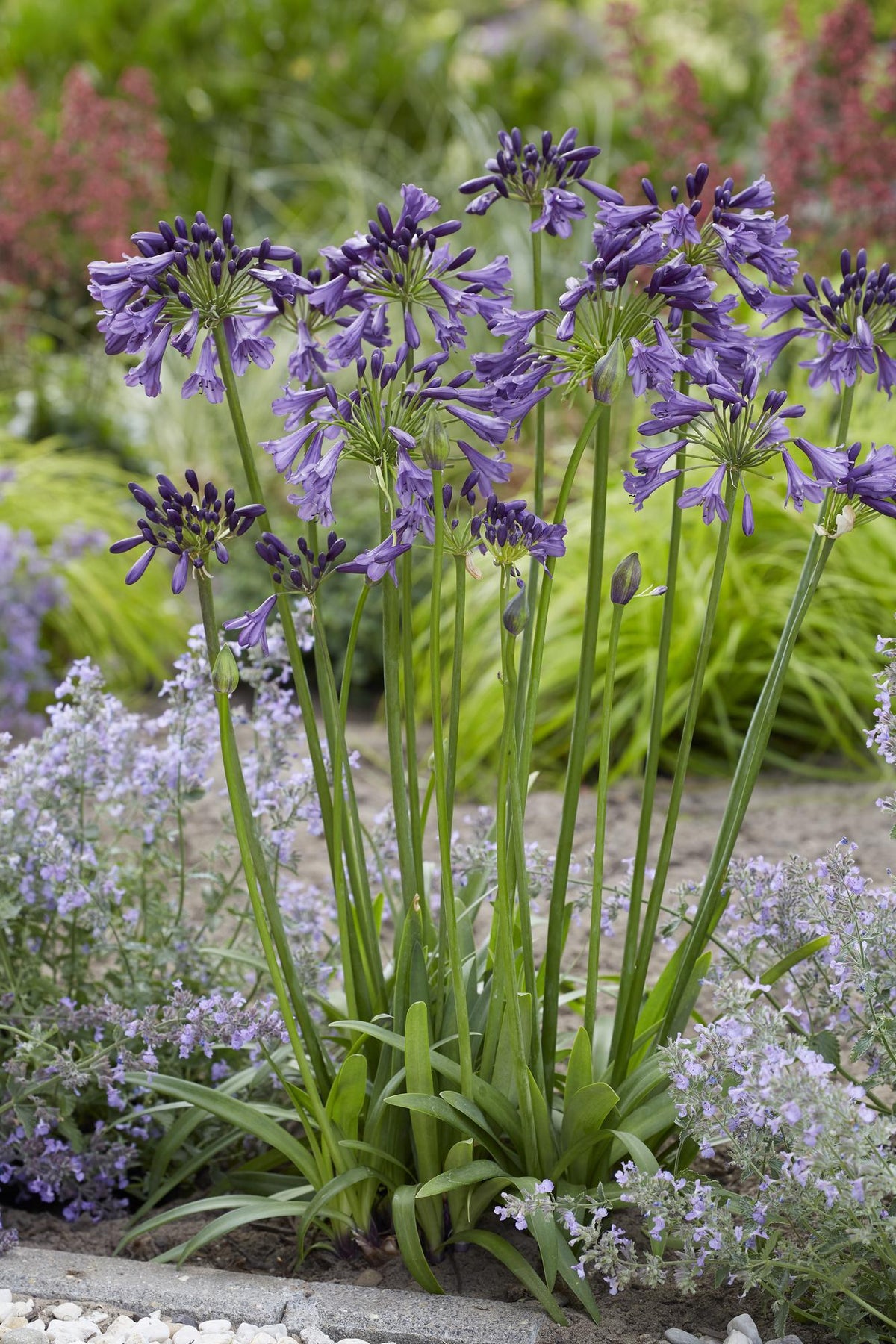 Productfoto van Agapanthus 'Poppin Purple'
