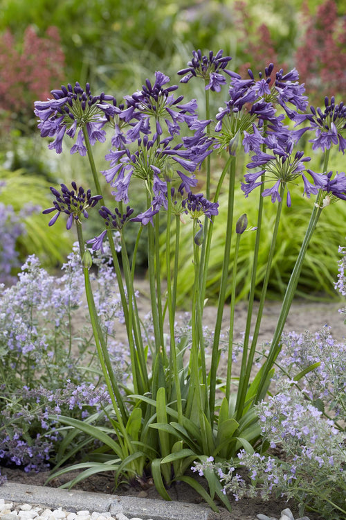 Productfoto van Agapanthus 'Poppin Purple'