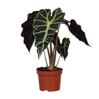 Alocasia Amazonica Polly, plant in pot