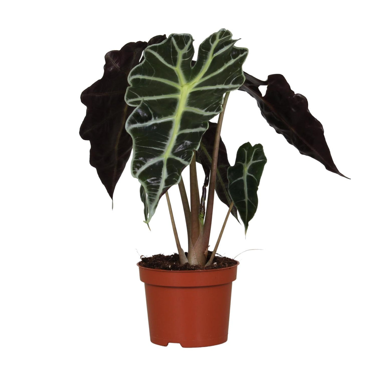Alocasia Amazonica Polly, plant in pot