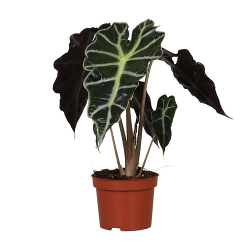 Alocasia Amazonica Polly, plant in pot