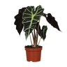 Alocasia Amazonica Polly