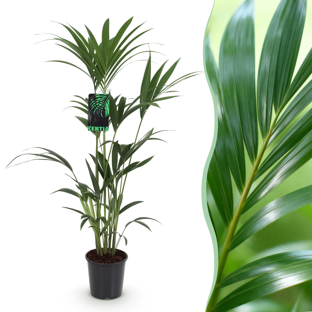 Howea Forsteriana, 120-130 cm hoog, plant in pot