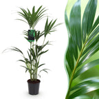 Howea Forsteriana, 120-130 cm hoog, plant in pot