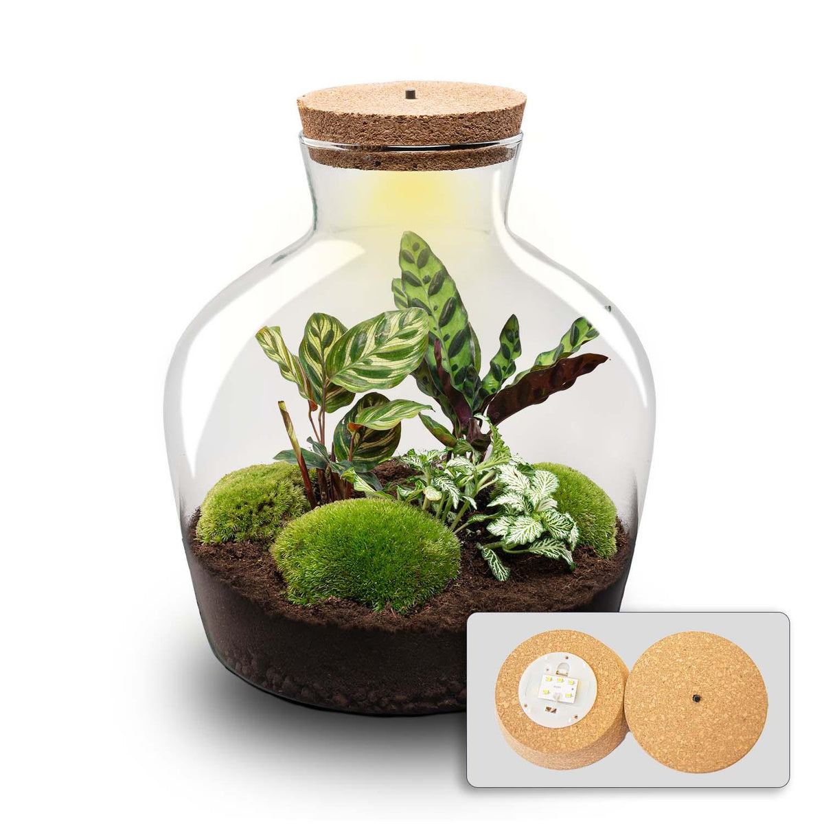 Detailfoto van DIY terrarium Fat Joe met licht, zonder gereedschap