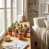 Mini cactus mix met terracotta potjes